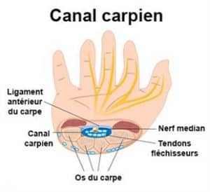 canal-carpedien-2